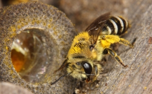 eine Seidenbiene (Colletes daviesanus)